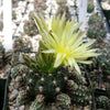 Gymnocalycium dopianum