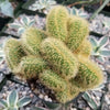 Mammillaria wildii cristata