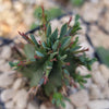 Euphorbia aggregata