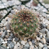 Rebutia vulpina