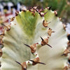 Variegated African Candelabra - Euphorbia ammak variegata