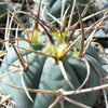 Gymnocalycium cardenasianum