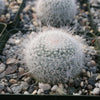 Mammillaria hahniana