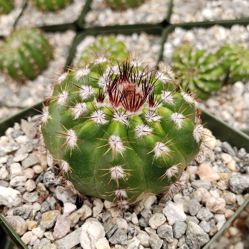 Notocactus carambeiensis