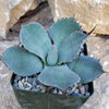 Agave truncata