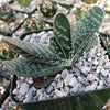 Gasteria bicolor liliputana