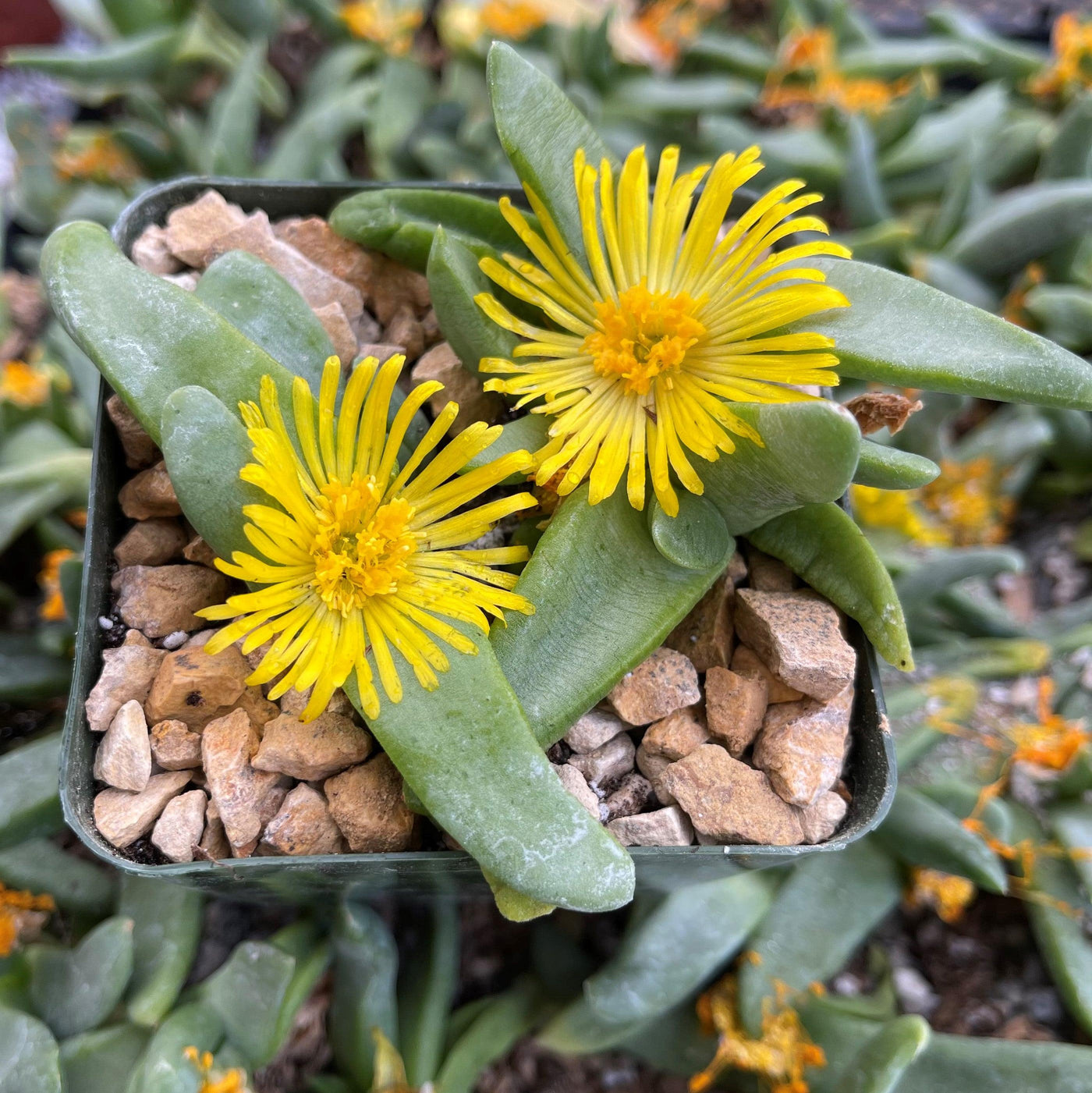 small yellow flower succulent Glottidhyllum suave