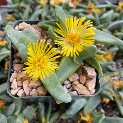 succulent type plant with yellow flowers Glottidhyllum suave 4" Pot