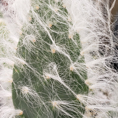 Opuntia Snow Fuzzy