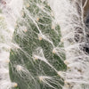 Opuntia Snow Fuzzy cutting