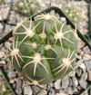 Gymnocalycium denudatum brasillense