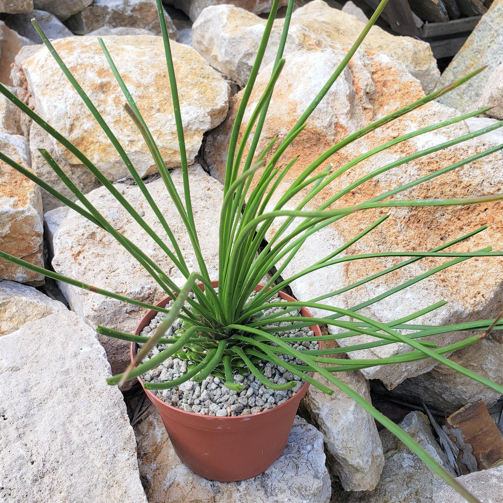Agave geminiflora Large