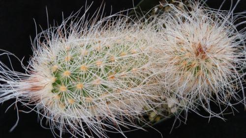 Echinocereus delaetii