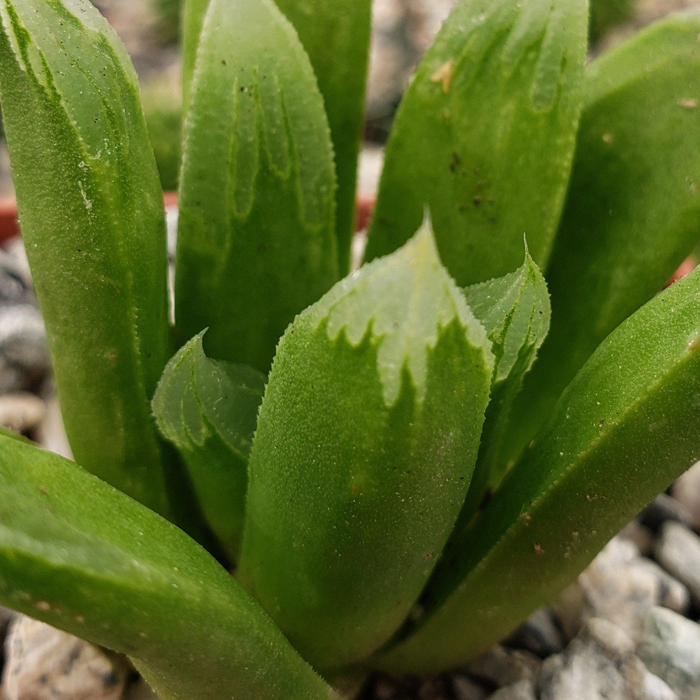 succulent with translucent leaves Shop For Haworthia Harry Johnson Online