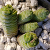 Crassula Columella