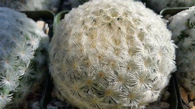 Feather Cactus ‘Mammillaria pulmosa’