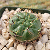 Submatucana aureiflora