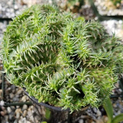 Euphorbia spiralis cristata
