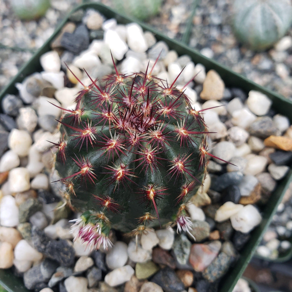 Echinocereus davisii
