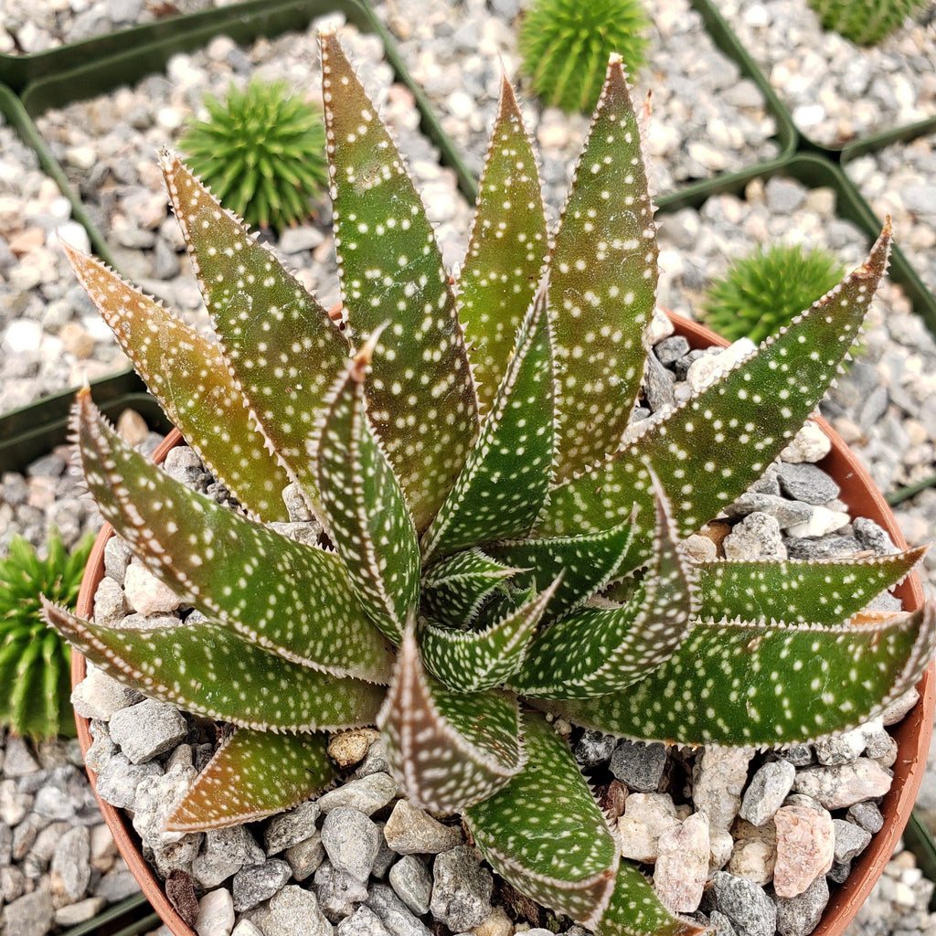 Gasteraloe beguinii lizard tail