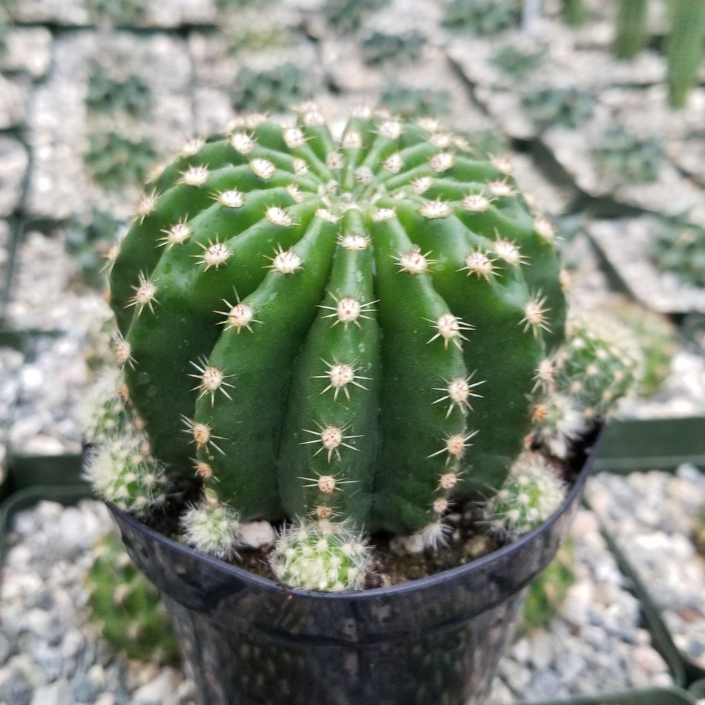 Echinobivia Hybrid Rainbow Bursts