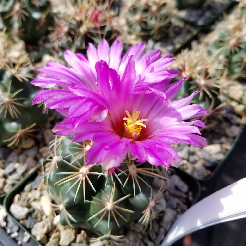 Thelocactus bueckii