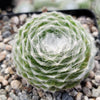 Cobweb Hens and Chicks - Sempervivum arachnoideum