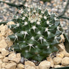 Mammillaria nejapensis silver arrows