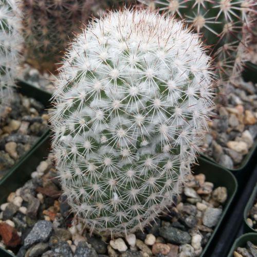 Mammillaria albicans