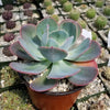 Echeveria Blue Sky