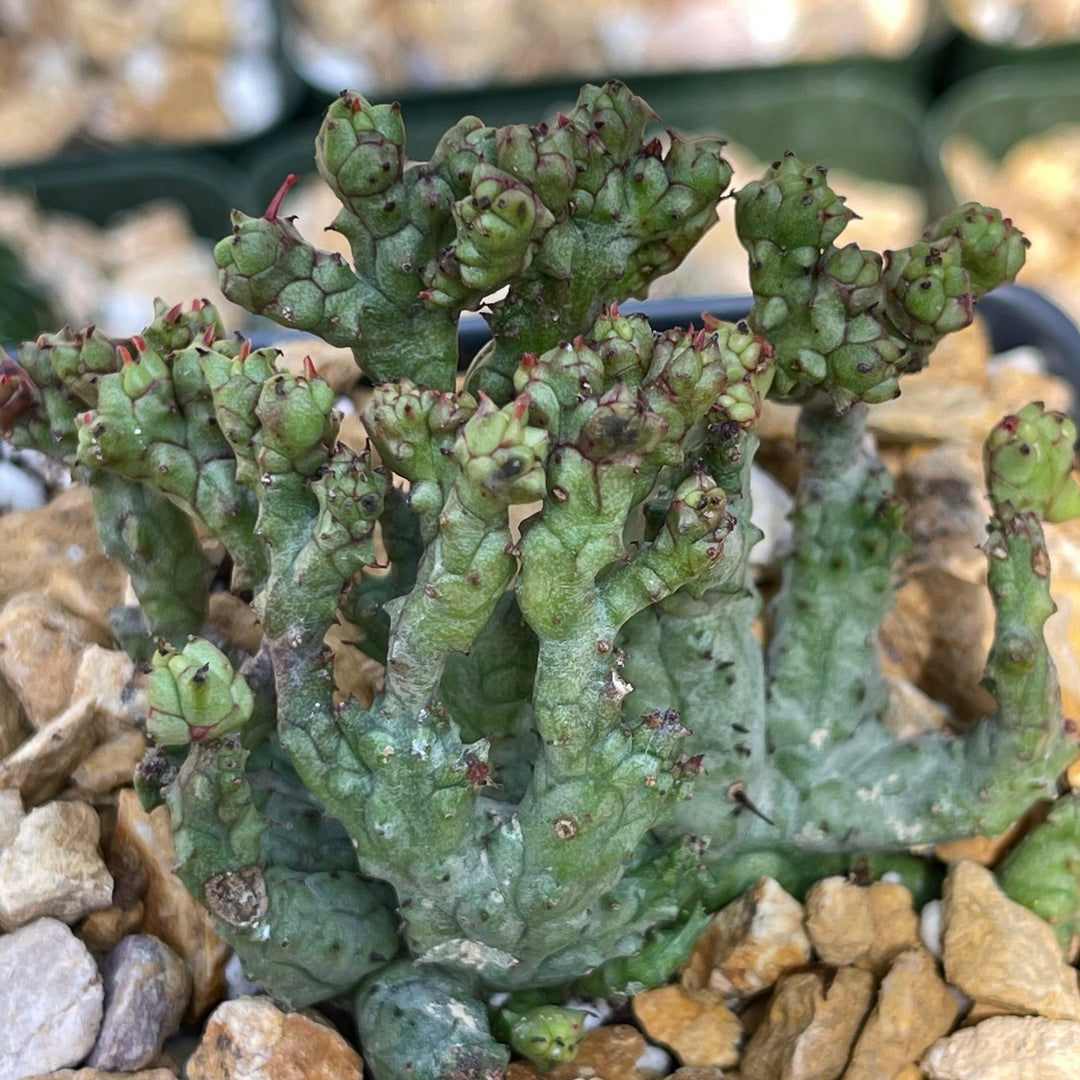 Large Euphorbia Enopla Cristata deals Green Elf in 8” pot- Ships bare root.You will receive the plant in the photo’s.