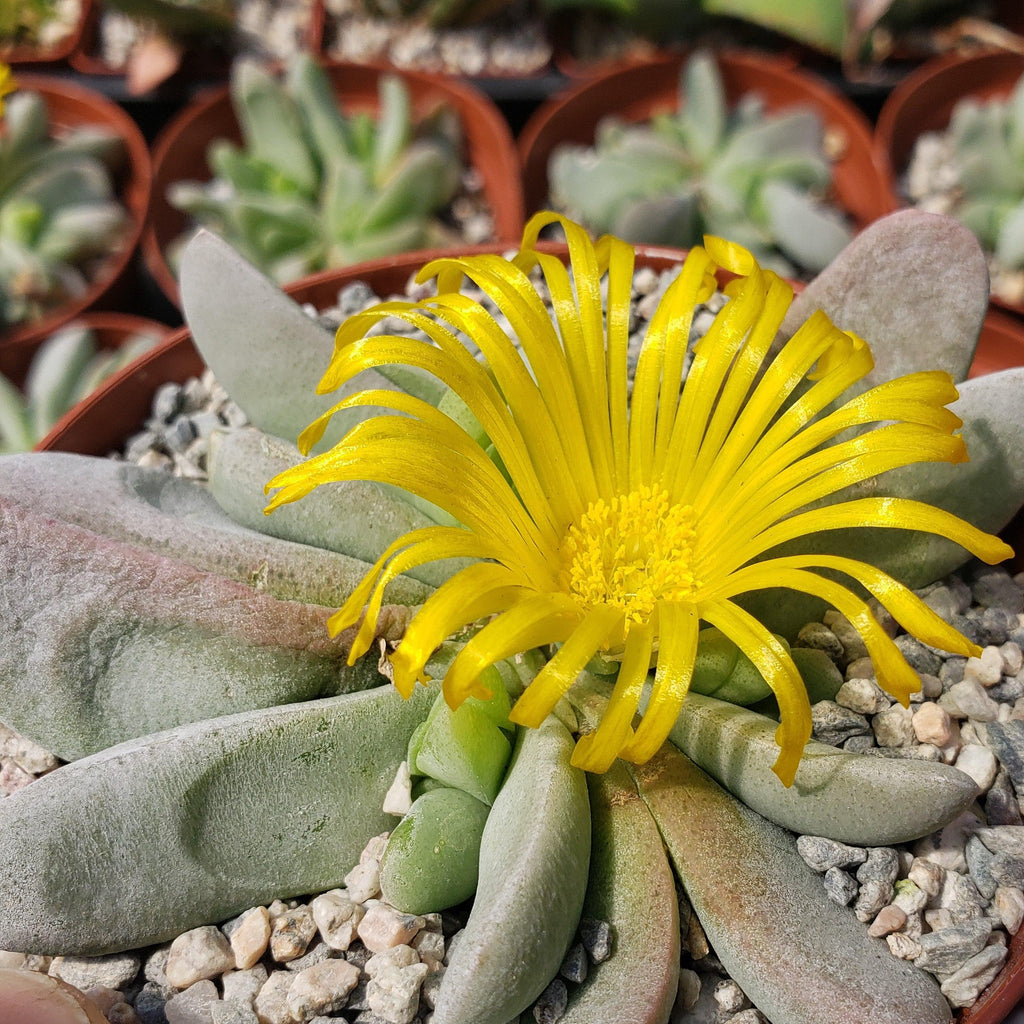 Glottiphyllum oligocarpum