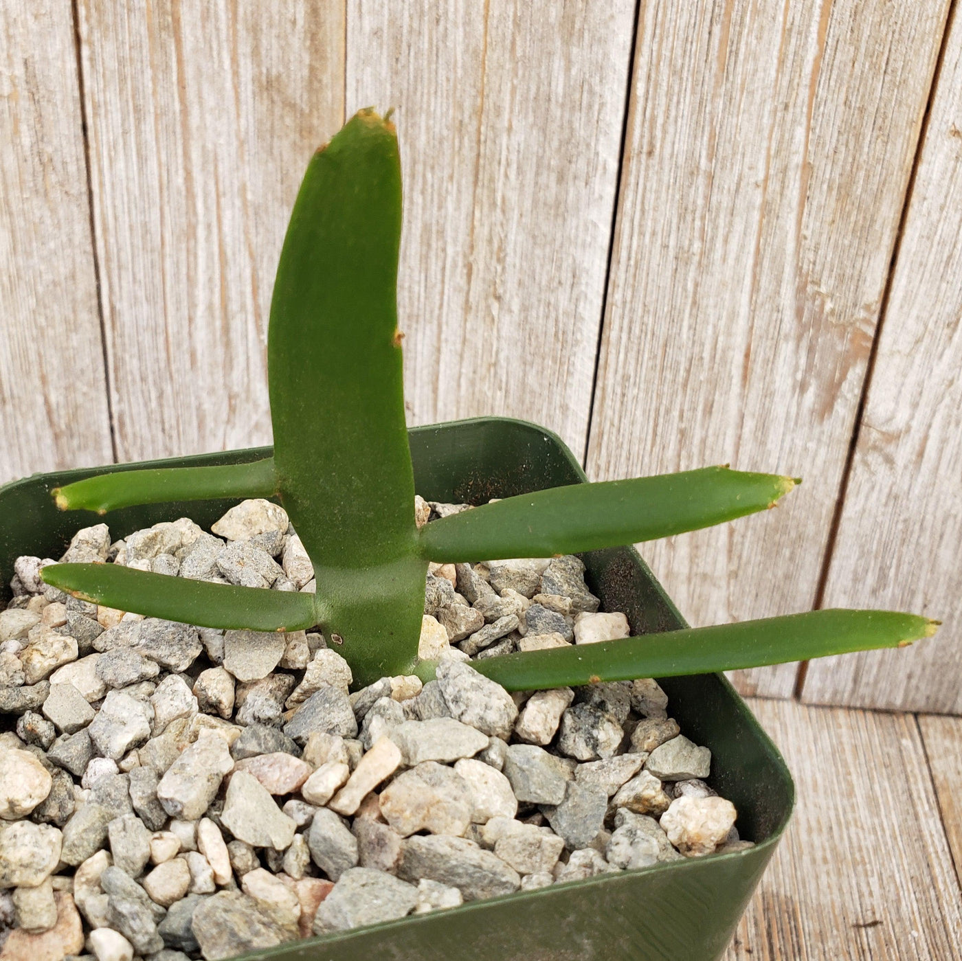 long flat succulent Buy Euphorbia xylophylloides or Milk Bush Online