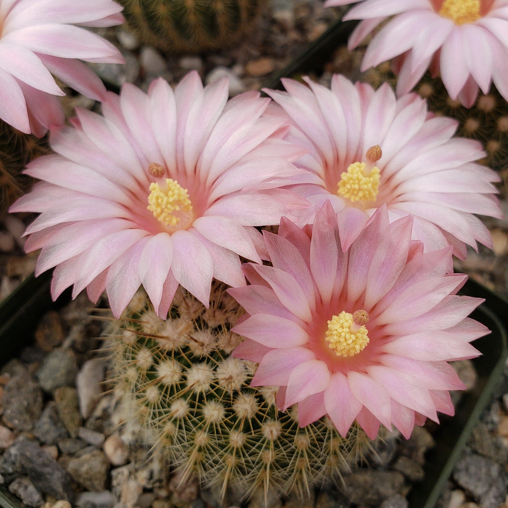 Notocactus gutierezii