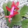 Red Thanksgiving Cactus &