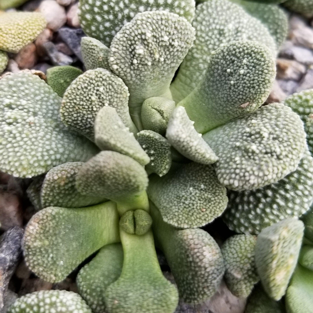 Aloinopsis villetii