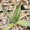 Agave shawii goldmeniana