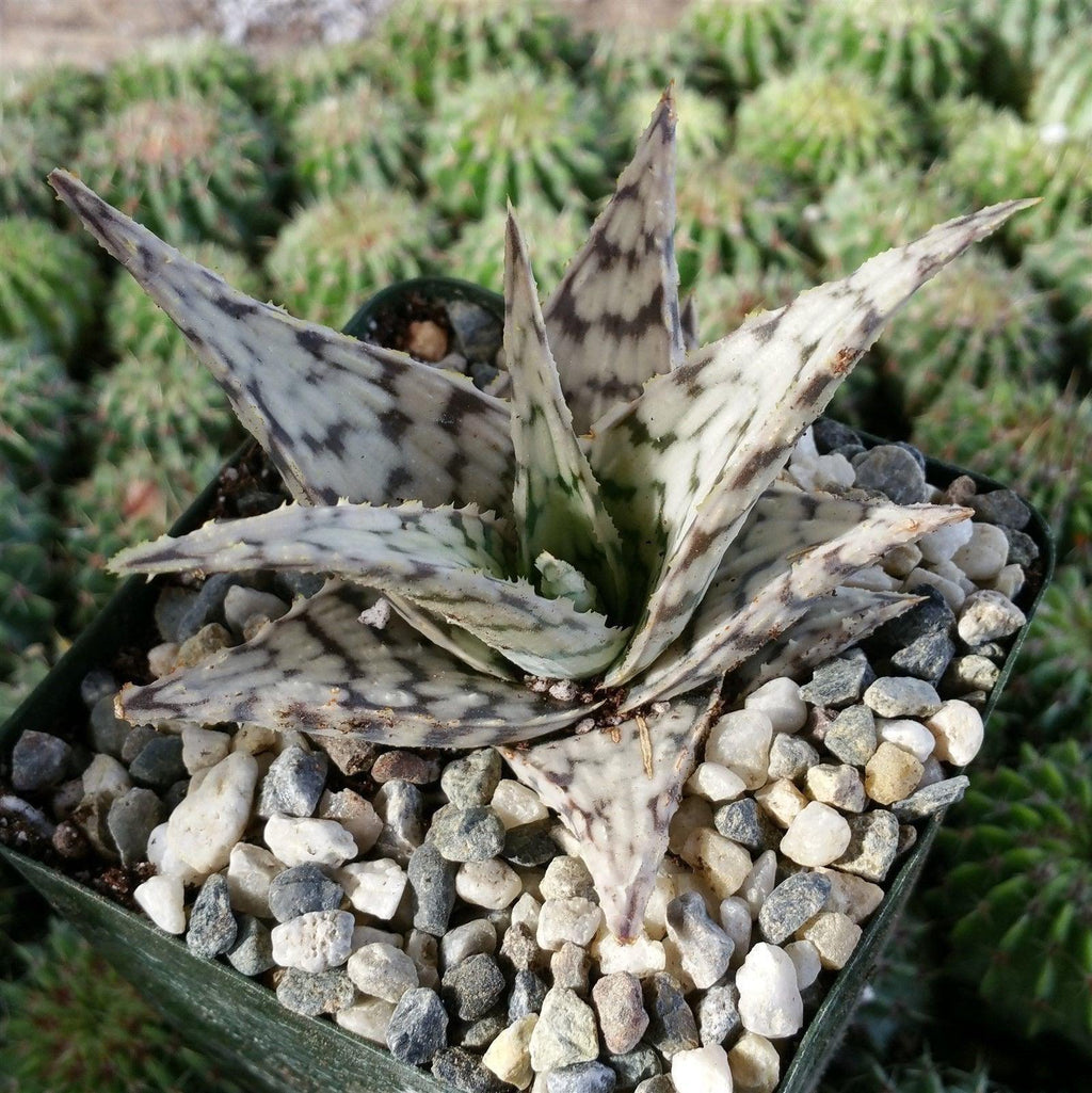 Aloe ‘Blizzard’