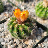 Parodia tredecimcostata