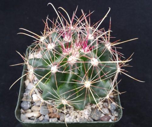 Texas Barrel Cactus &