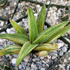 Gasteraloe variegata