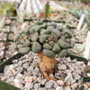 Aloinopsis schooneesii