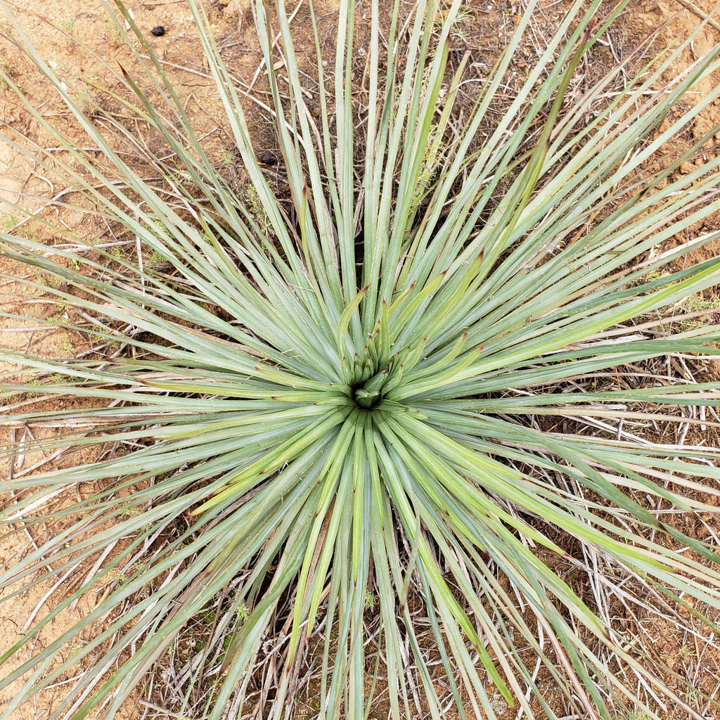 gal Hesperoyucca whipplei Specimen front