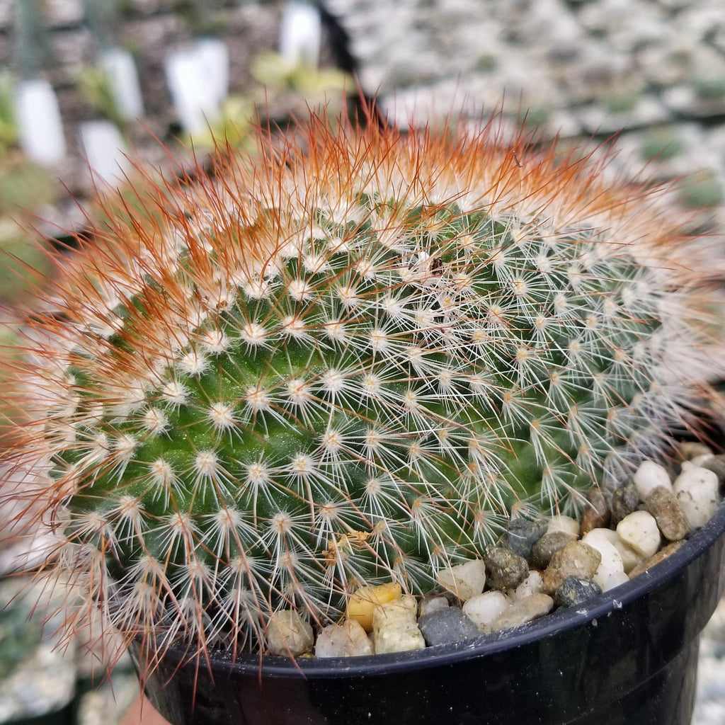 Mammillaeria Spinosissima Cristata