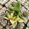 Haworthia cymbiformis variegata