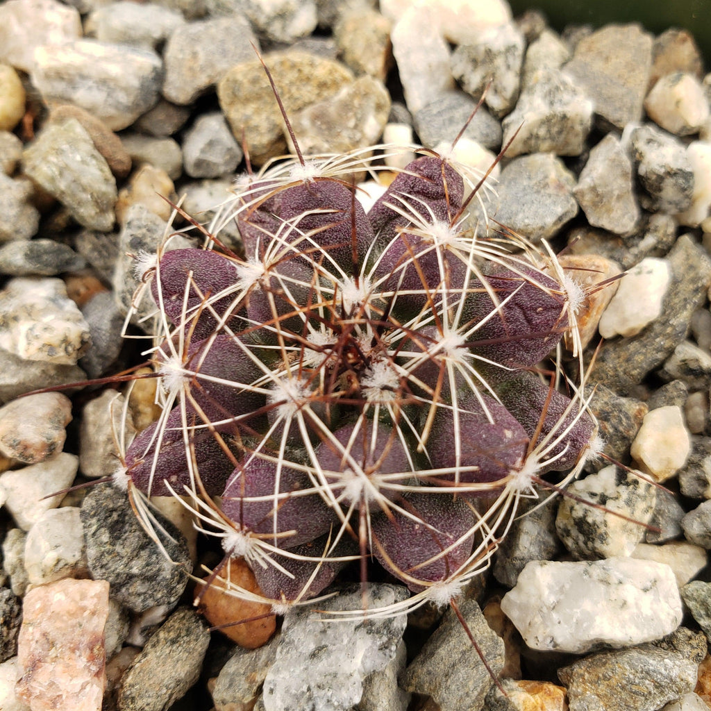 Mammillaria melaleuca