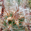 Old Man of the Andes Cactus -  Oreocereus celsianus