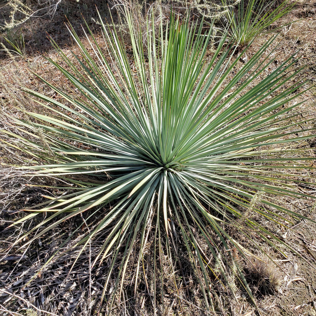 gal Hesperoyucca whipplei Specimen