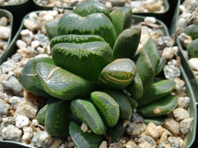 Haworthia truncata v. maughanii