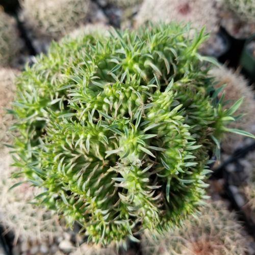 Euphorbia spiralis cristata